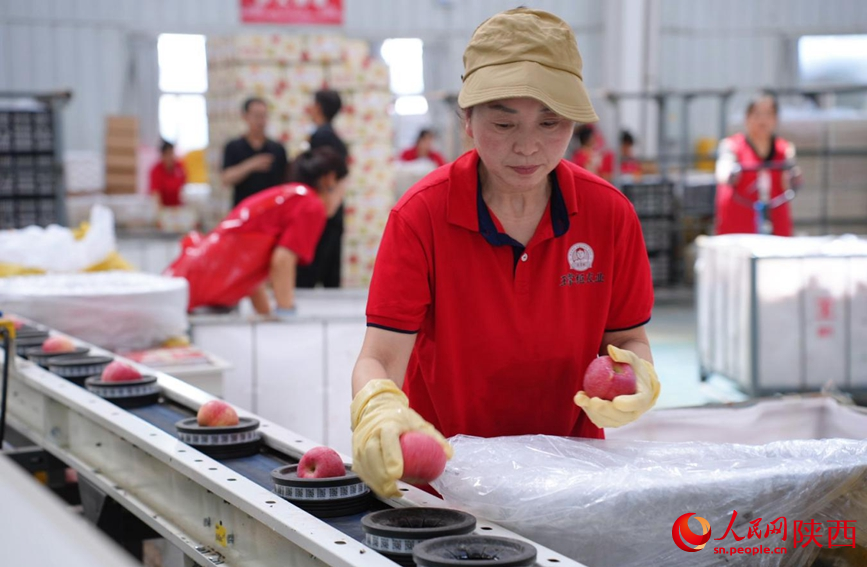 6月16日，在王掌柜数字农业分选中心，工人正对苹果进行分选。人民网记者 孙挺摄