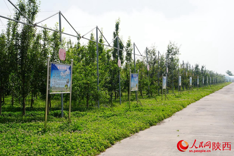 国家级苹果种质资源圃里，种质资源展示牌沿步道依次排列，系统呈现各类苹果种质资源信息。人民网记者 孙挺摄