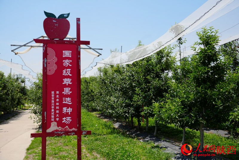 延安市洛川苹果试验站。人民网记者 孙挺摄