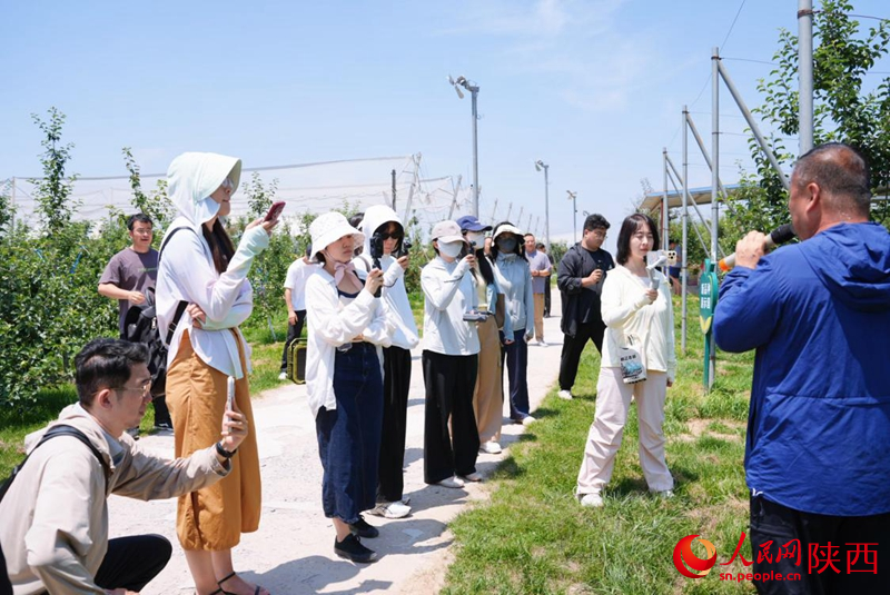 洛川苹果试验站研究员邹养军向记者介绍苹果新品种。人民网记者 孙挺摄