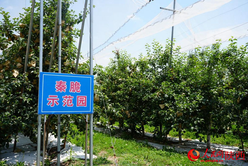 示范园里，一颗颗“秦脆”幼果被套上了专用果袋。人民网记者 孙挺摄