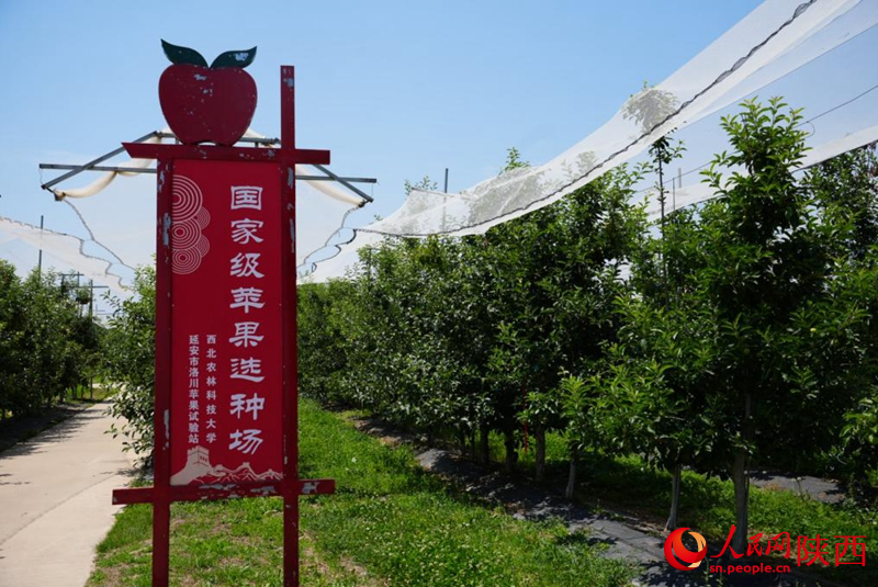 经过初选的杂交苗会在苹果选种场内进行复选。人民网记者 孙挺摄