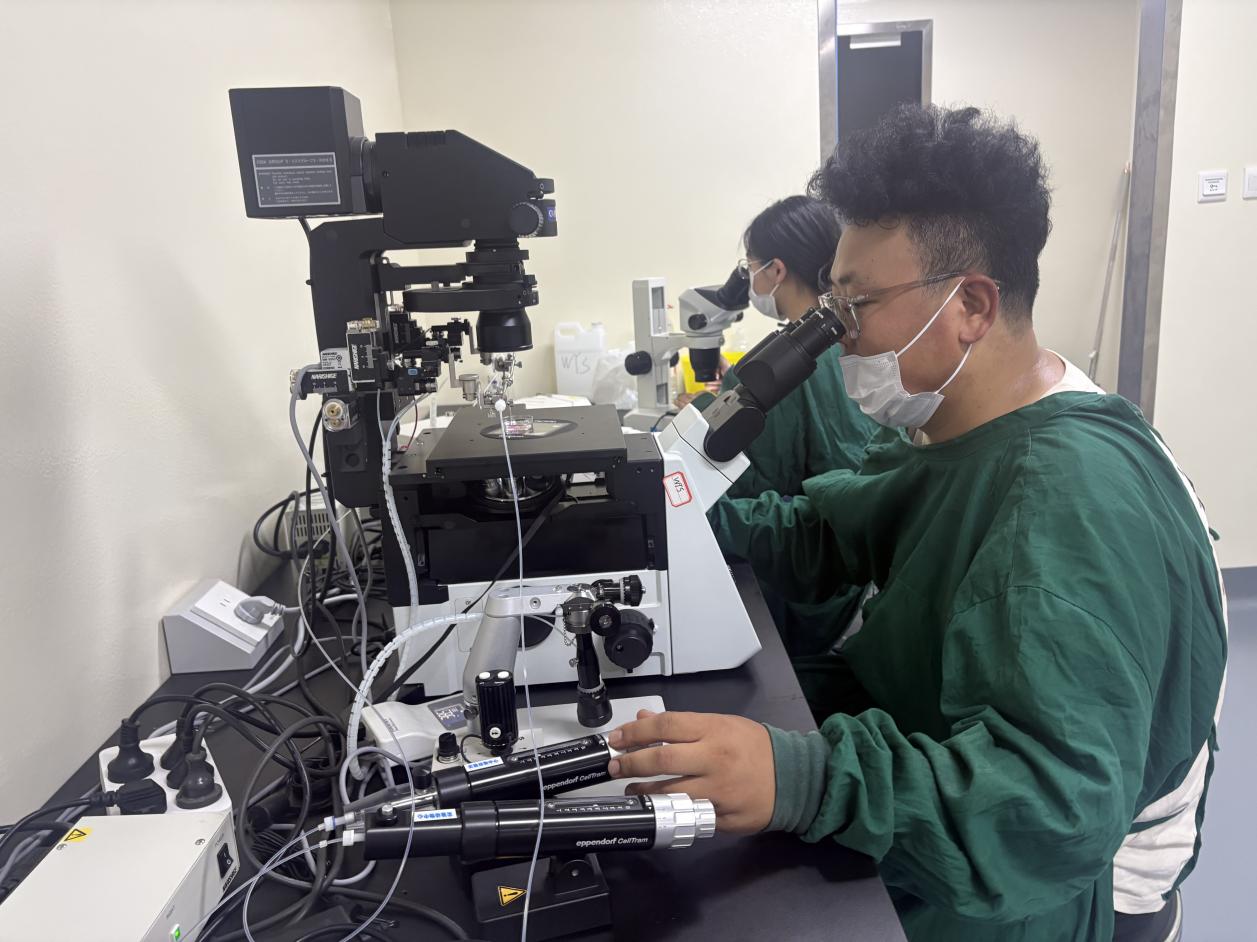 科研人员进行犬猫体细胞克隆研究。西北农林科技大学供图