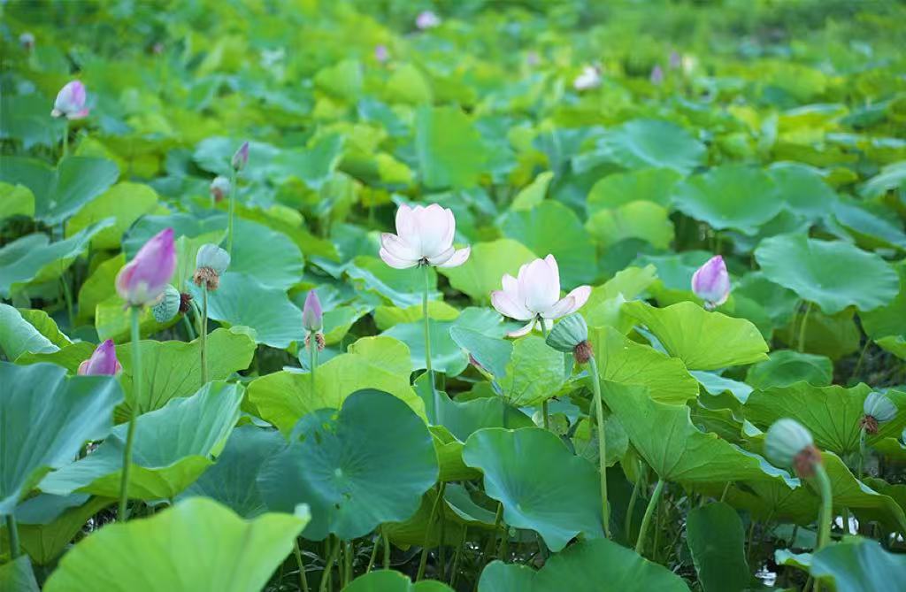 行进中国丨荷花绽放 美在当“夏”