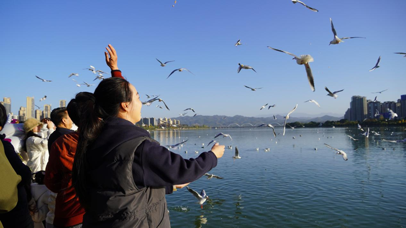 市民游客在江边投喂飞来汉中越冬的红嘴鸥（资料图）。汉中市委宣传部供图