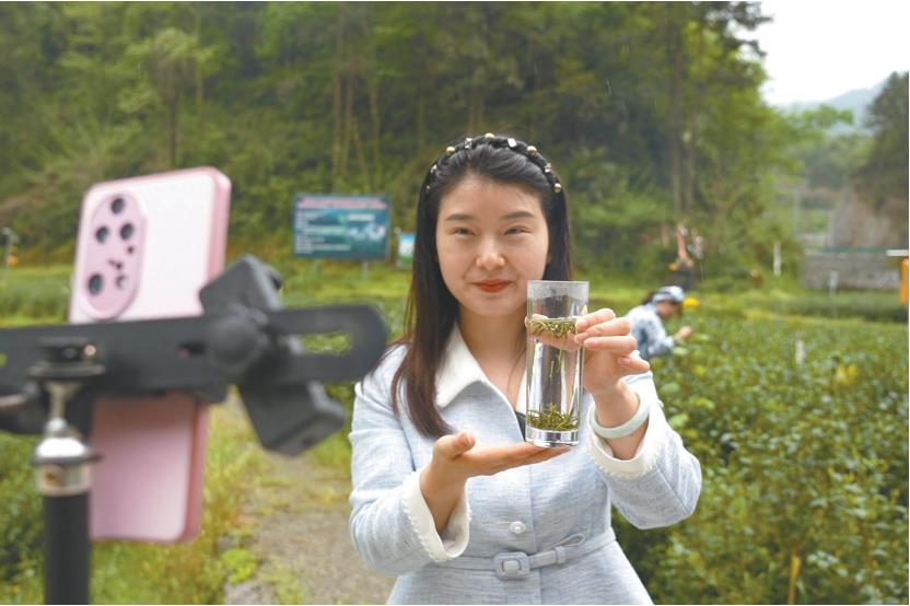 白河县宋家镇火焰村茶园内，王姣直播推介春茶（资料照片）。 受访者供图