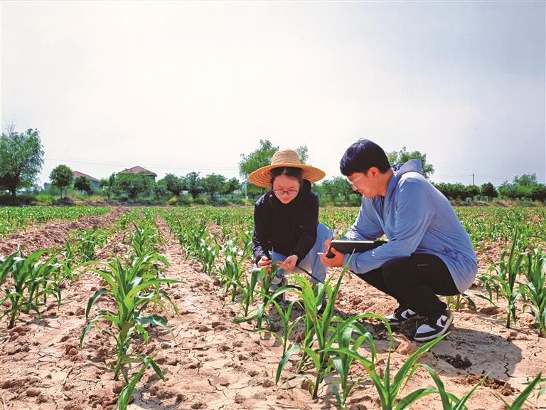 7月30日，在盐碱地综合利用试点项目核心试验区的农田里，技术人员在查看并记录多个玉米品种的生长情况。记者 许奥博摄