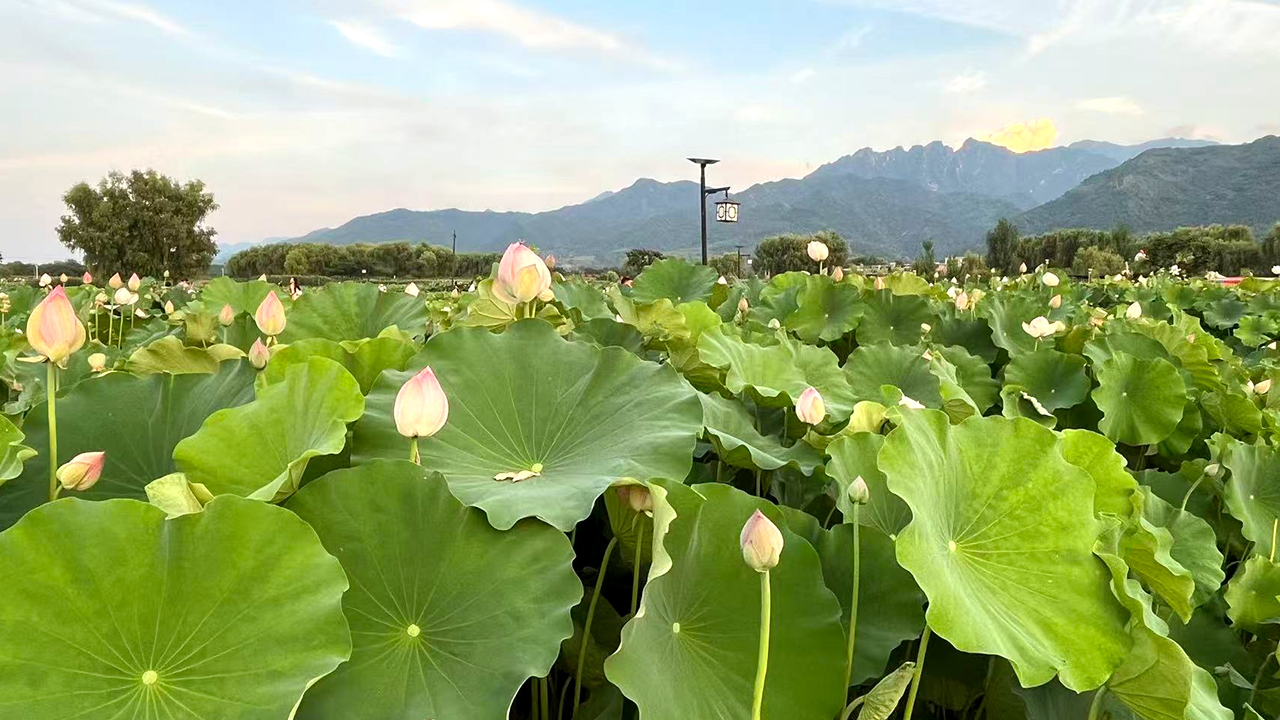 荷花綻放 美在當“夏”