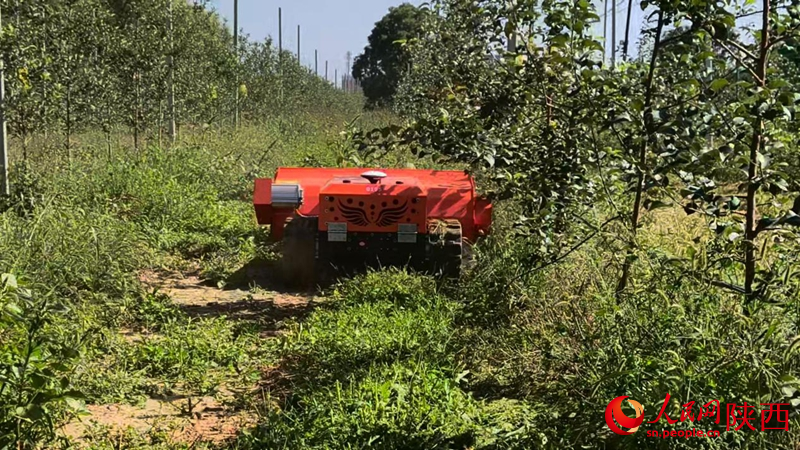 在晚熟苹果园内，除草机器人正自主作业。人民网记者 贾凯璐摄