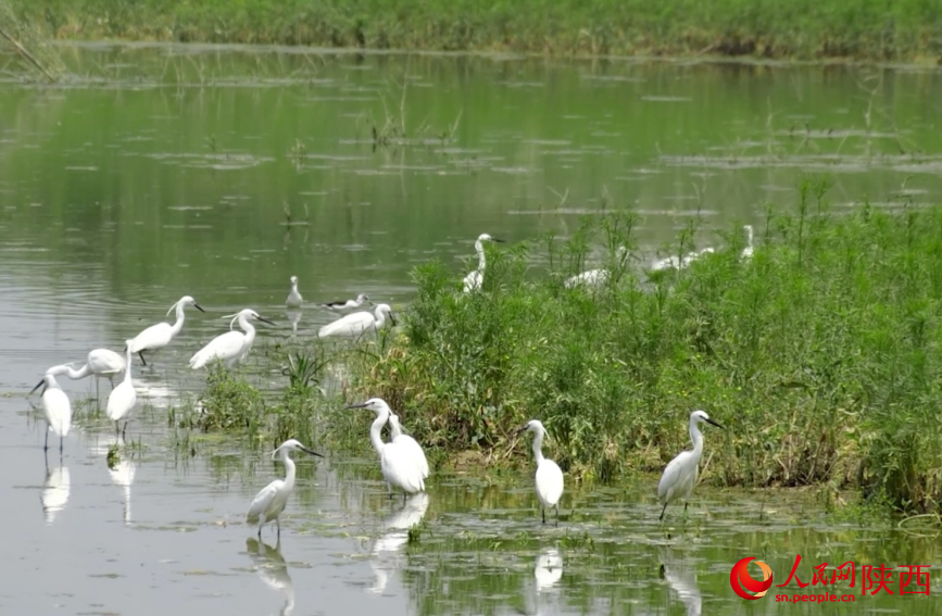 鸟类在潼关黄河湿地栖息。人民网 李雨蔚摄