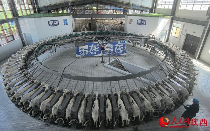 秦龙乳业集团5G智慧牧场的全自动转盘挤奶器，可实时获取每只羊的产奶量和质量指标。人民网记者 白鸽摄
