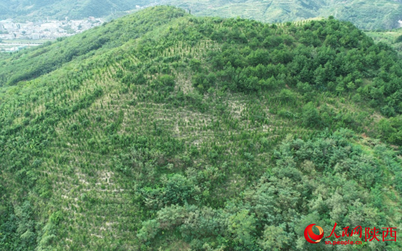 商洛市商州区二龙山国有林场全景图。 人民网 高一晨摄