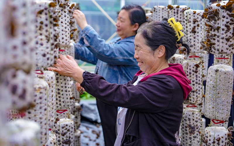 柞水县金米村，村民在大棚内采摘木耳。刘一江摄