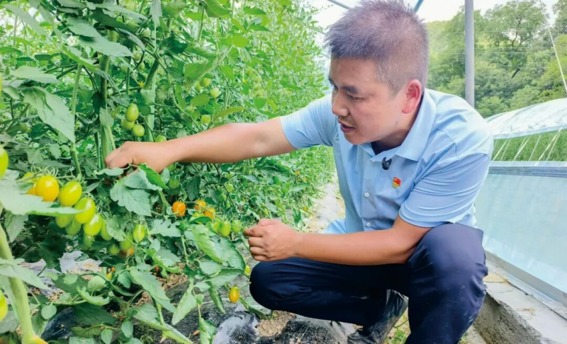 杨红在查看圣女果长势。受访者供图