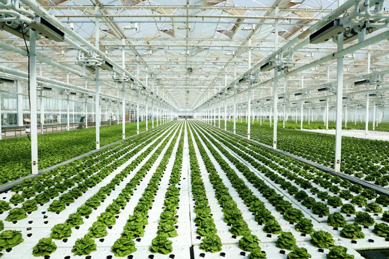 杨凌智慧农业示范园的植物工厂。杨凌示范区党工委宣传部供图