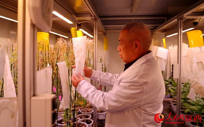 育种加代培养室内，董育红正在给培育的油菜套袋（资料图）。人民网记者 邹星摄