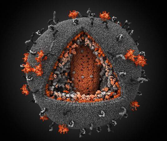 最详细艾滋病毒3D模型