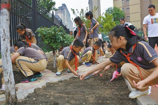 9月8日上午,西安市莲湖区远东实验小学的学生将濒危植物陕西羽叶报春