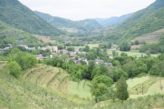 略阳县徐家坪镇药木院村的百亩无刺花椒种植基地（5月7日摄）。
