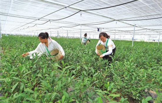 5月24日，工作人員在大棚裡採摘頭茬“白毫早”。記者 楊光攝