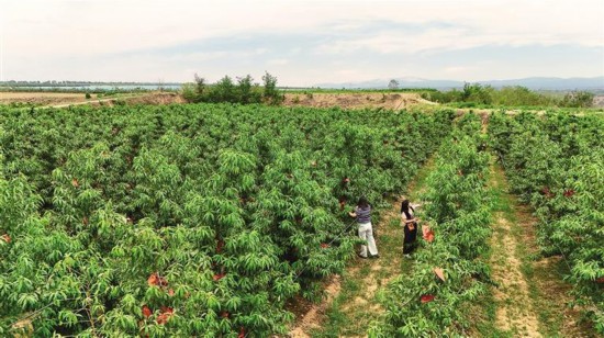 七月十九日，在禮泉縣石潭鎮北其村洋舟果業專業合作社優質桃示范基地，游客採摘鮮桃。記者 琚鵬飛攝