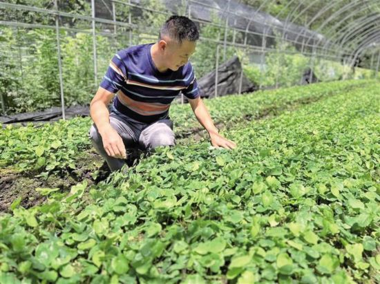 8月4日，在留坝县青桥驿镇蔡家坡村，种植户彭刚检查淫羊藿生长情况。